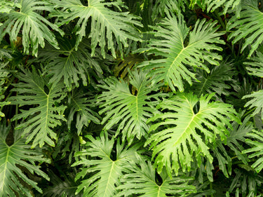 15 Lacy TREE PHILODENDRON Split Leaf Cut-leaf Selloum House Plant Seeds